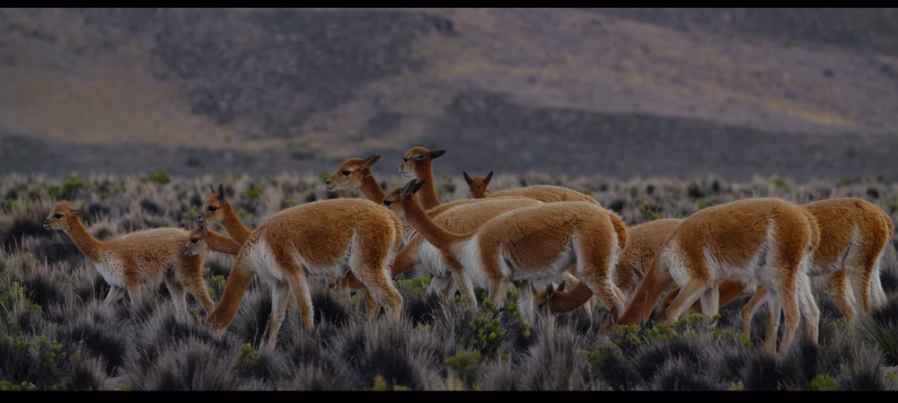 Afiche de "Documental Tráfico Ilícito: Vicuñas"