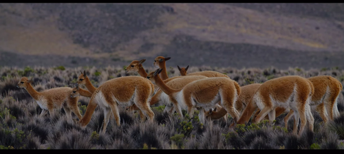 Afiche de "Documental Tráfico Ilícito: Vicuñas"